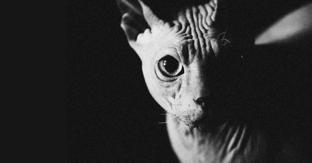 Average cost of sphynx cats