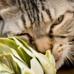 Can cats eat artichokes? Safe or not!