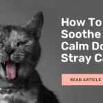 How to calm down a stray cat