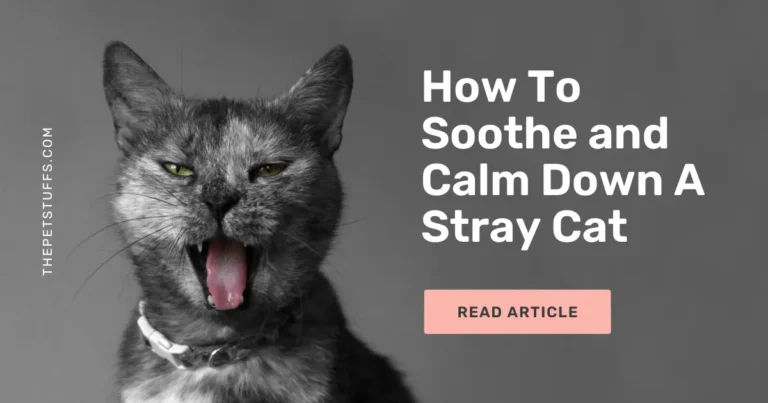 How to calm down a stray cat