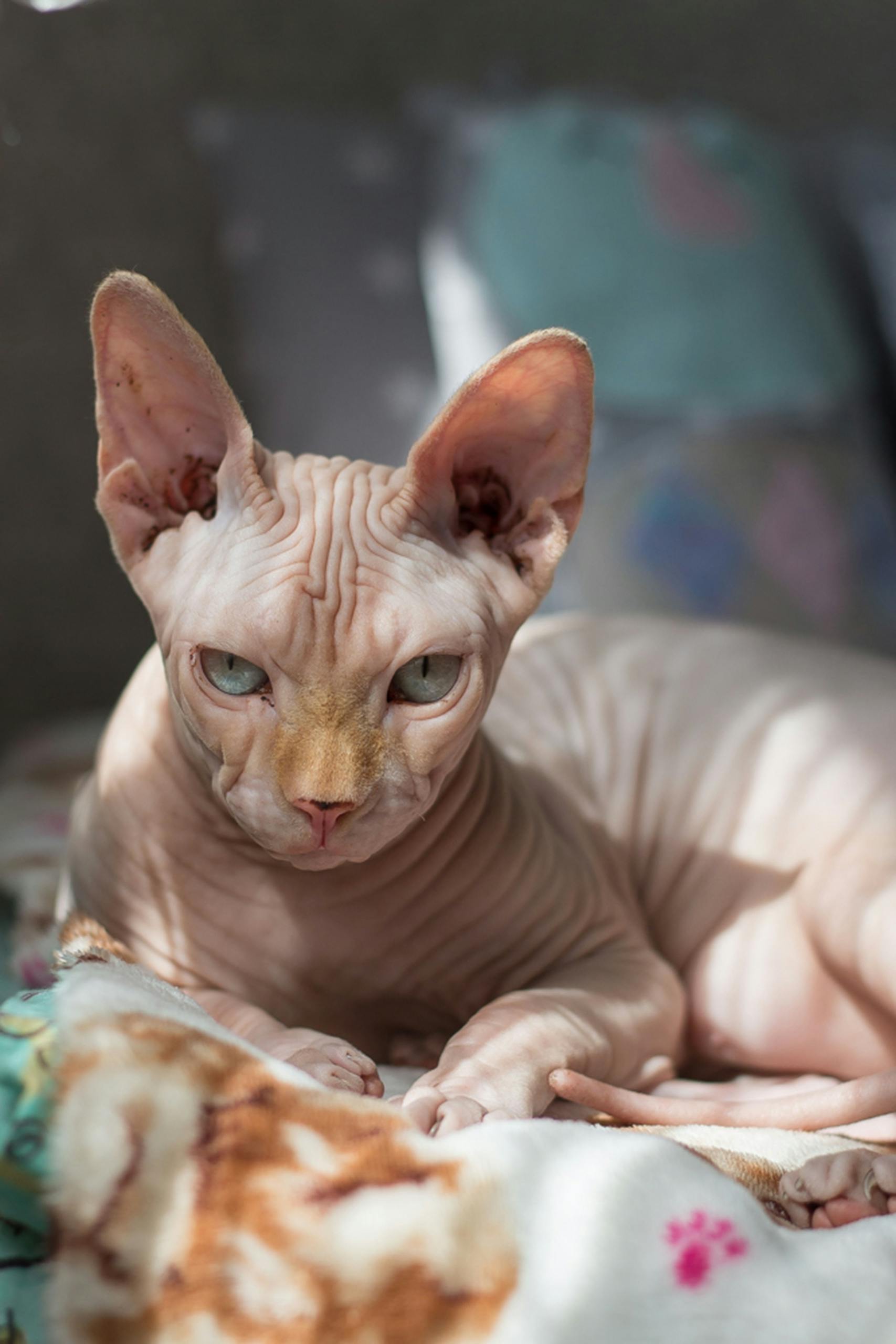 Selective focus photography of sphinx cat lying on bedspread 991831 scaled