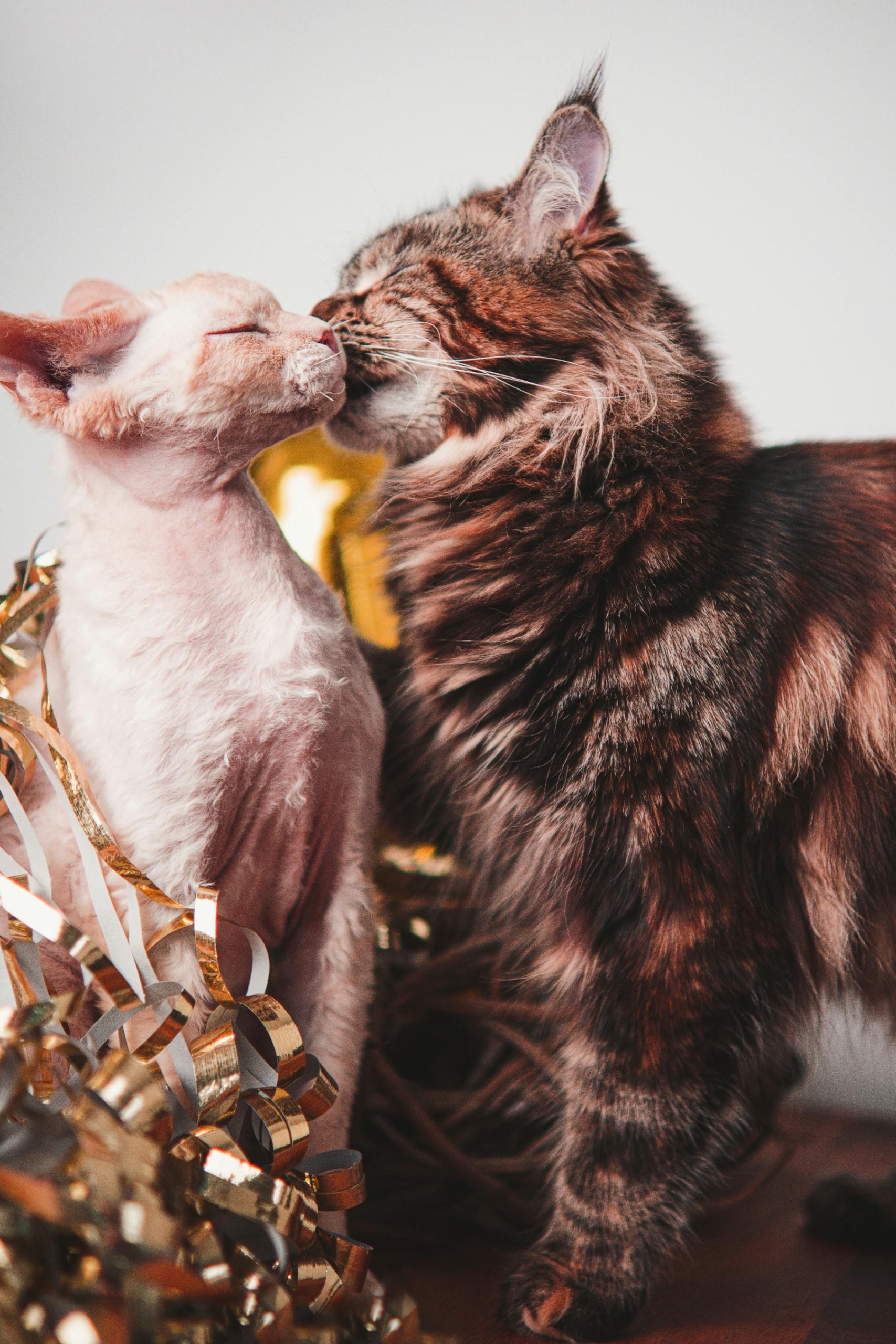 Two kissing cats 15668931 scaled