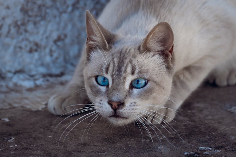 Cat crouching