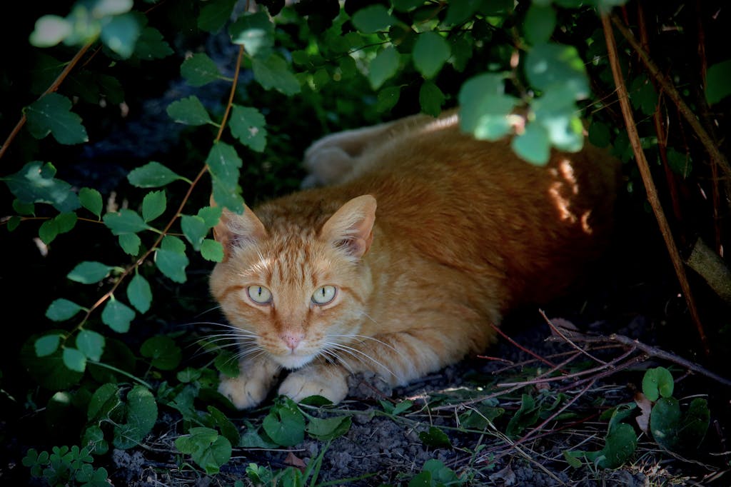 Cat crouching