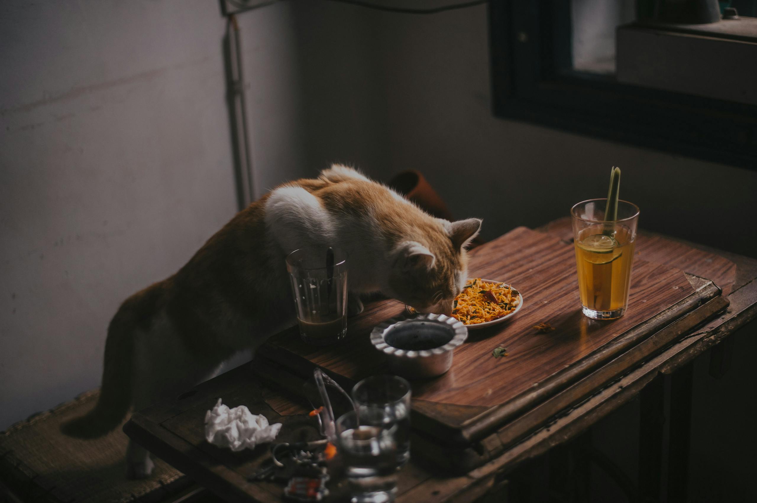 Can cats eat sweet potato