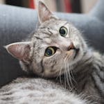 Dominant behavior in cats