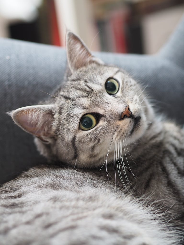 Dominant behavior in cats