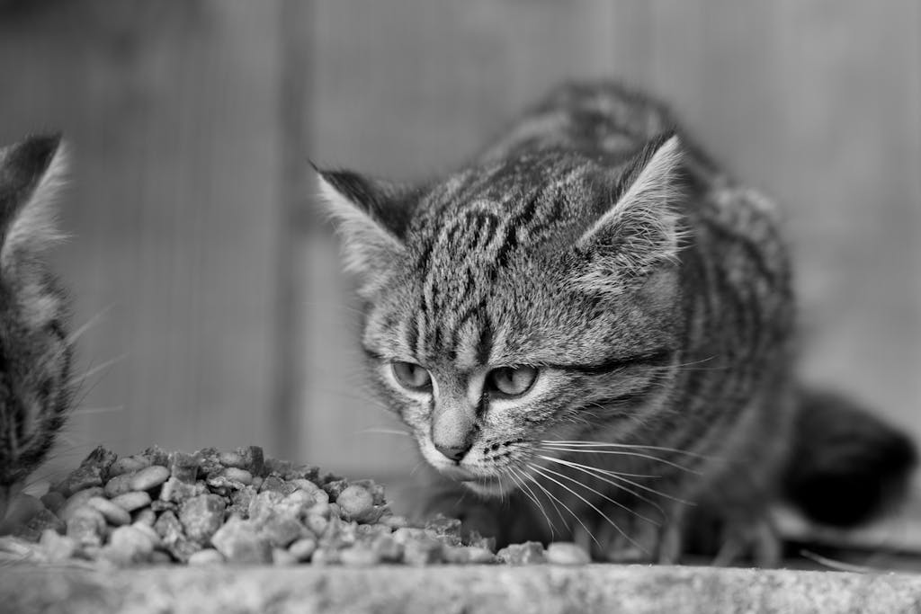 Can cats eat sweet potato