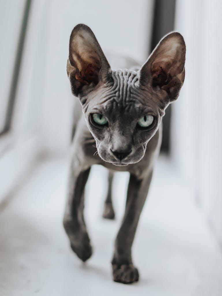 Average cost of sphynx cats