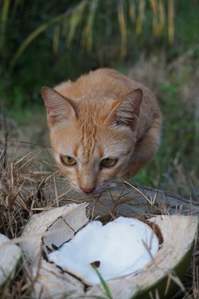 Is coconut milk bad for cats