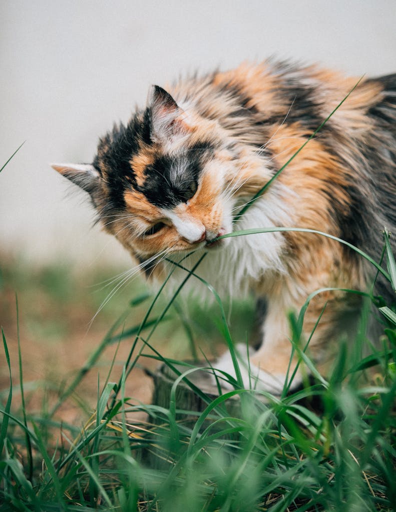 can cats eat raw spinach