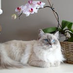 Are orchid toxic to cats