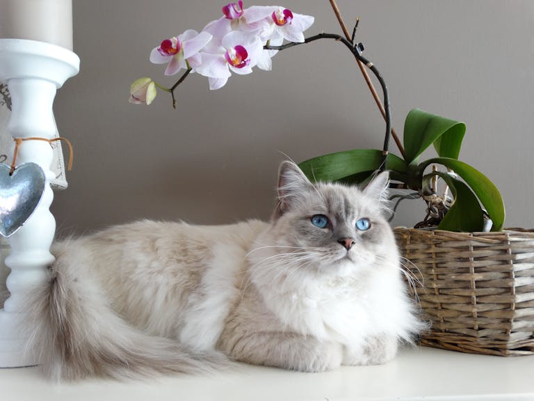 Are orchid toxic to cats