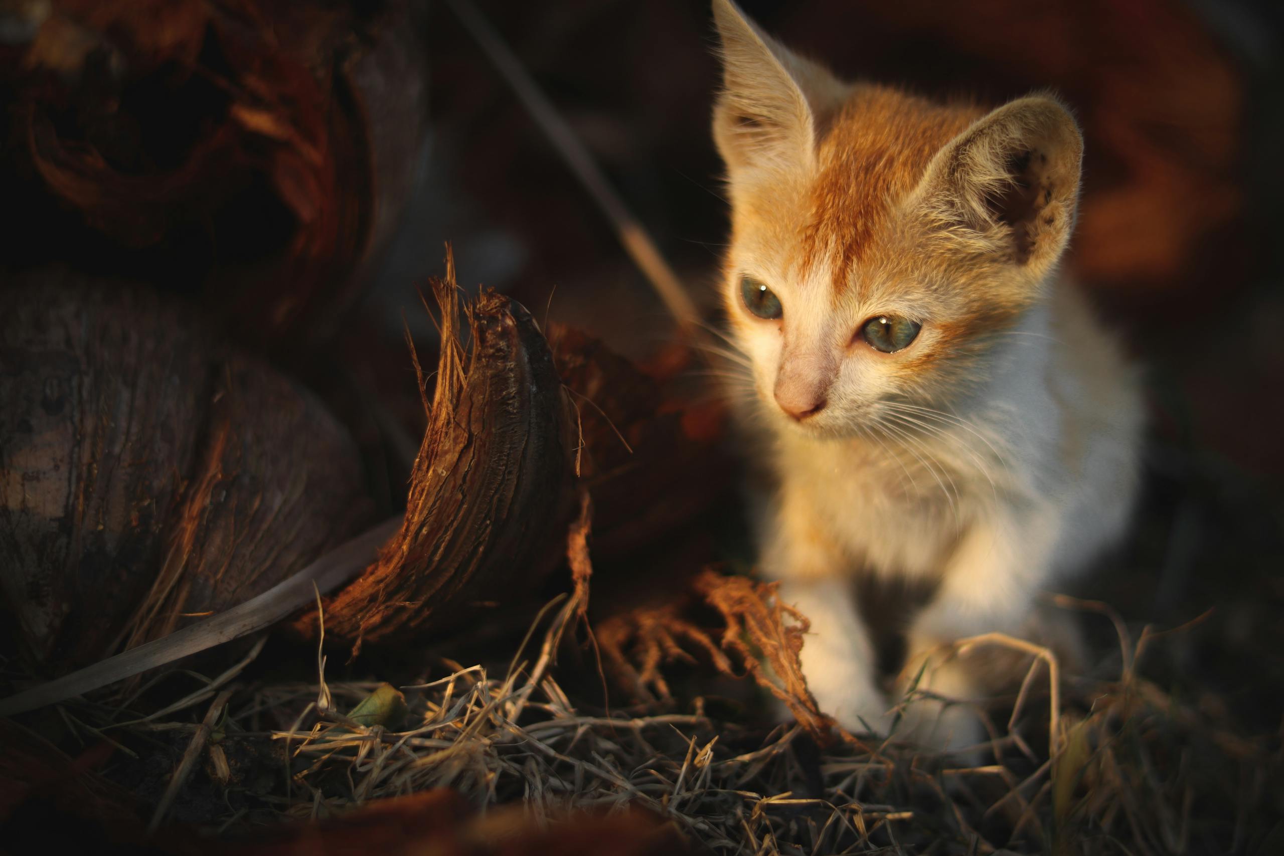 Is coconut milk bad for cats