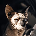 Average cost of sphynx cats