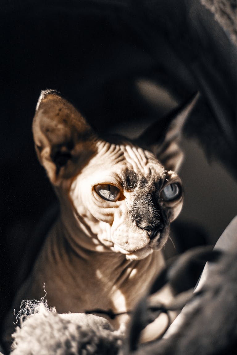 Average cost of sphynx cats