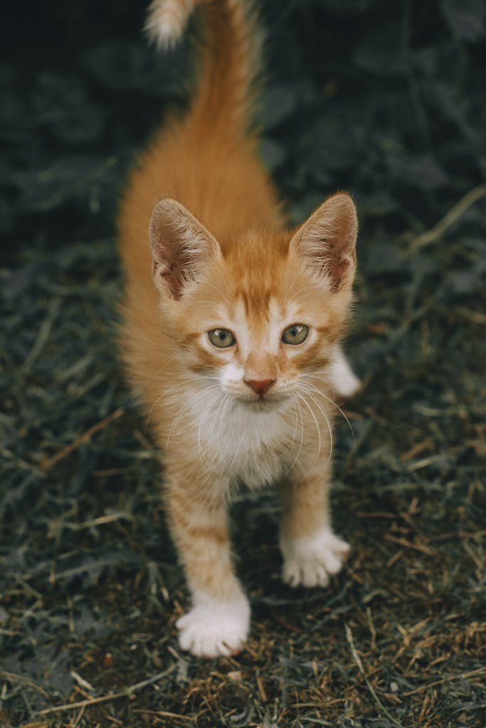 Pampas cat