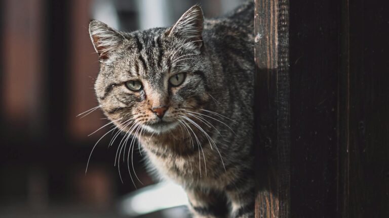 Pampas cat