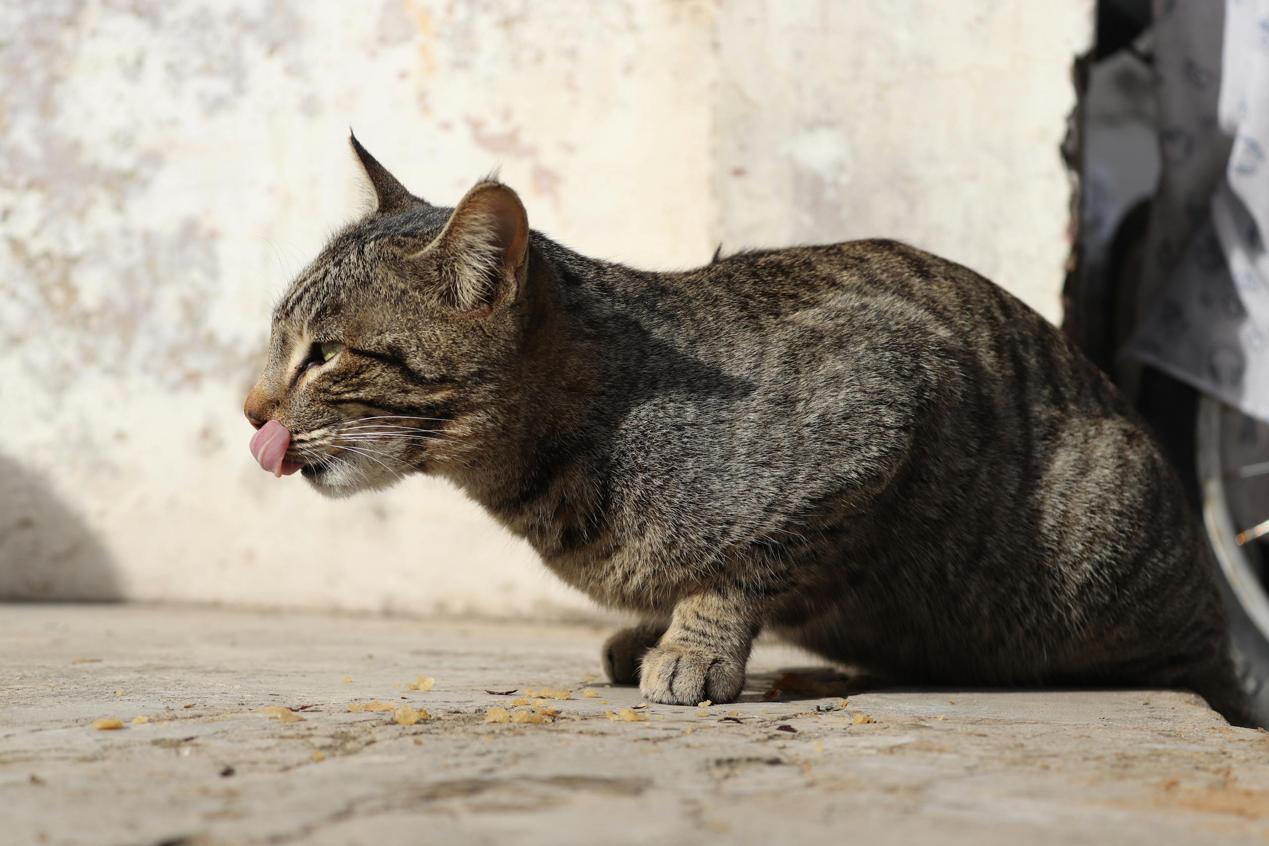 How to calm down a stray cat